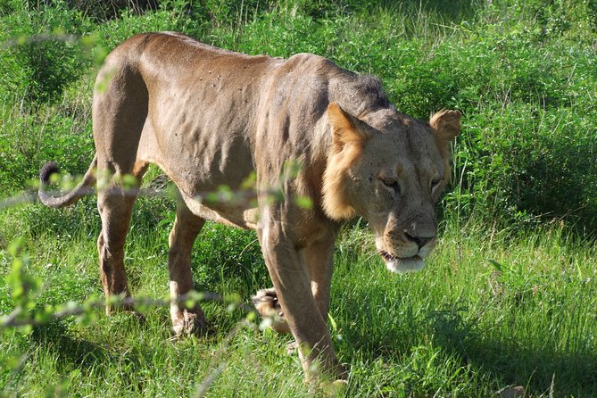 2 Days Tsavo East and Ngutuni Sanctuary starting from Mombasa. - Lunch and the overnight at Ngutuni Lodge