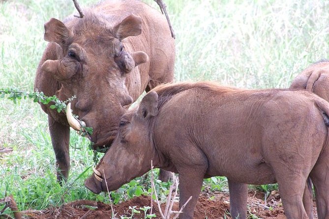 2 Days Tsavo East and Ngutuni Sanctuary starting from Mombasa. - The afternoon drive and Tsavo’s larger animals