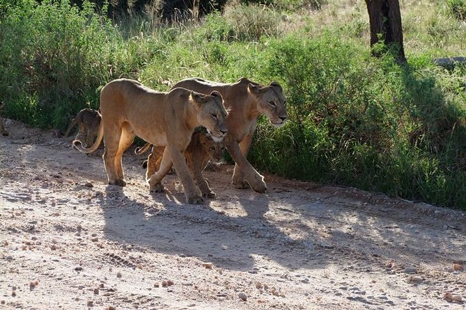 2 Days Tsavo East and Ngutuni Sanctuary starting from Mombasa. - The dawn drive through Tsavo East