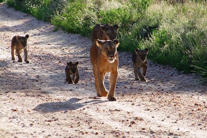 2 Days Tsavo East and Ngutuni Sanctuary starting from Mombasa. - Two hours in Ngutuni Sanctuary
