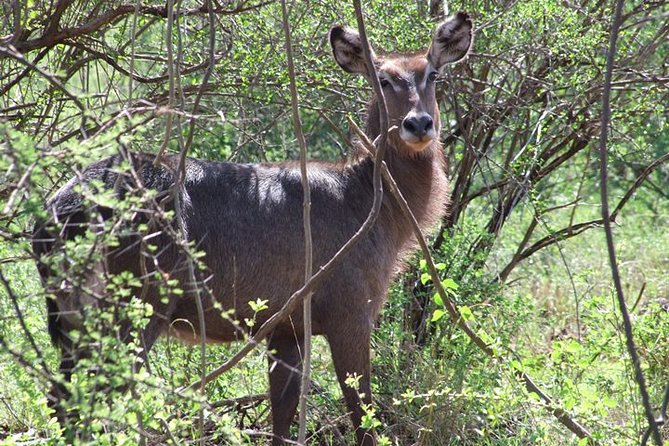 2 Days Tsavo East and Ngutuni Sanctuary starting from Mombasa. - What the $742 price really covers