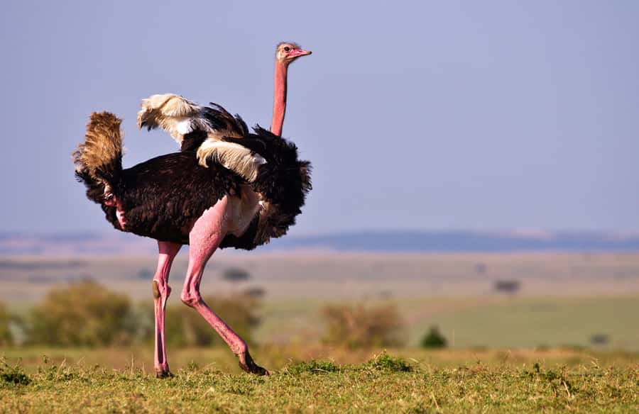2 days Tsavo East and saltlick safari from Diani/Mombasa - Tsavo East and the historic Aruba Dam