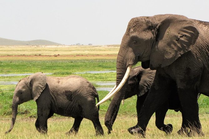 2 Days Tsavo East National Park Tour From Mombasa/Diani (1 Night) - Lunch and the Voi Wildlife Resort overnight