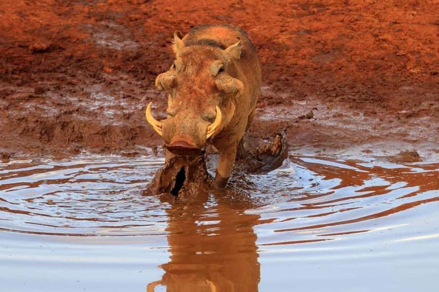 2-Days Wildlife Safari to Tsavo East & Tsavo West Park - Key points to know before you go