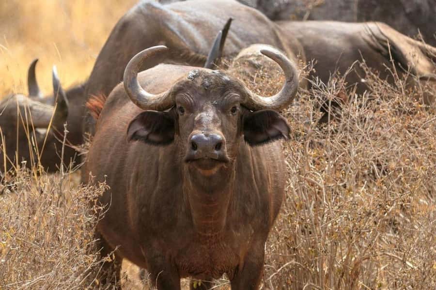 2-Days Wildlife Safari to Tsavo East & Tsavo West Park - Tsavo West and the search for black rhino