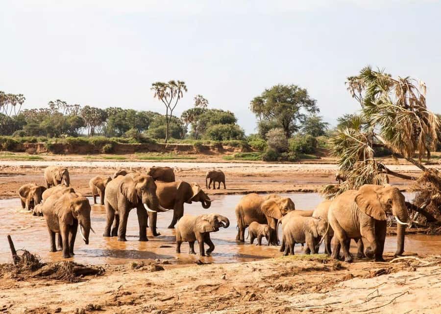 2-Days Wildlife Safari to Tsavo East & Tsavo West Park - Mzima Springs and the one-hour walking stop