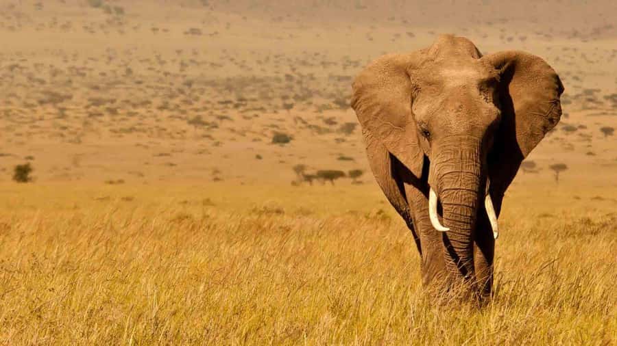 2-Days Wildlife Safari to Tsavo East & Tsavo West Park - What the $438 price really buys