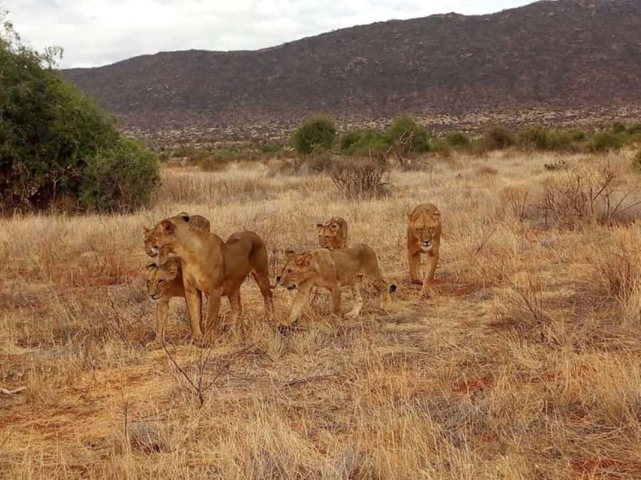 2-Days Wildlife Safari to Tsavo East & Tsavo West Park - The 5:00 a.m. road to Tsavo East