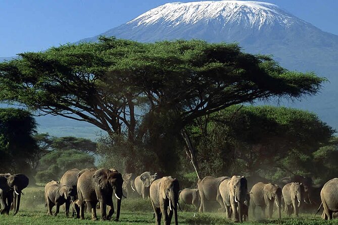 2 Nights 3 Days Amboseli National Park With 4<em>4 Vehicle – Key points to know before booking’ /></p>
<ul>
<li><strong>Mount Kilimanjaro is the visual star:</strong> When the clouds clear, the 5,895-meter peak creates one of Kenya’s most memorable safari backdrops.</li>
<li><strong>The tour is private:</strong> Only your own group participates, which gives you a more personal setup than a large shared departure.</li>
<li><strong>The safari includes the main costs:</strong> Park entrance, transport, two breakfasts, two lunches, two dinners, bottled water, and hotel pickup and drop-off are covered.</li>
<li><strong>Guides receive the warmest praise:</strong> Francis, James, Joseph, Jumaa, and John are noted for punctuality, animal information, communication, and good time management.</li>
<li><strong>Expect long driving days:</strong> Pickup is at 7:00 a.m., and the outward and return journeys each take much of a day.</li>
<li><strong>A free company T-shirt is included:</strong> It is a small extra, but a pleasant welcome before departure.</li>
</ul>
<h2 id="why-amboseli-works-so-well-for-a-short-safari">Why Amboseli works so well for a short safari</h2>
<p><img width="669" height="446" decoding="async" src=