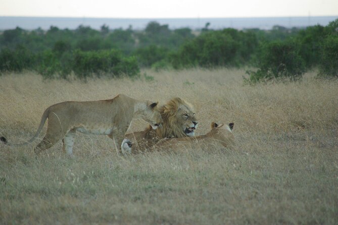 2 nights 3 days Masai Mara safari package - The early morning search on day three