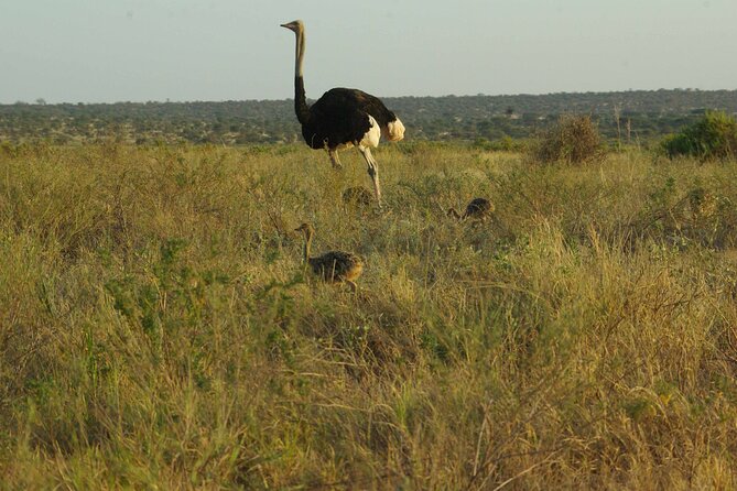 2 nights 3 days Masai Mara safari package - Why the private format matters