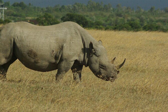 2 nights 3 days Masai Mara safari package - Nicholas and the value of a good guide