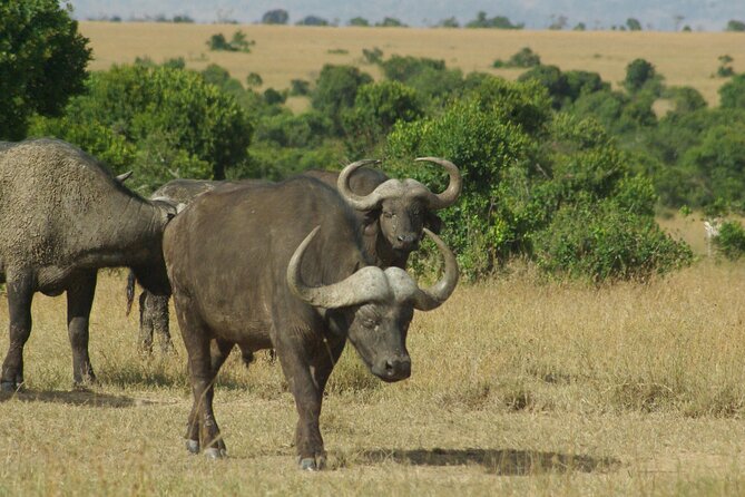 2 nights 3 days Masai Mara safari package - Is $870.39 per person good value?