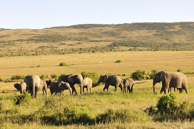 3 Day 2 Nights Maasai Mara Safari - Key points to know before you book