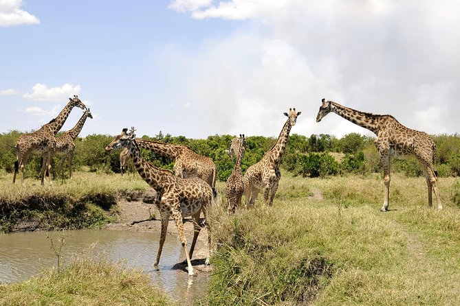 3 Day 2 Nights Maasai Mara Safari - Day two: the full wildlife day with a packed lunch
