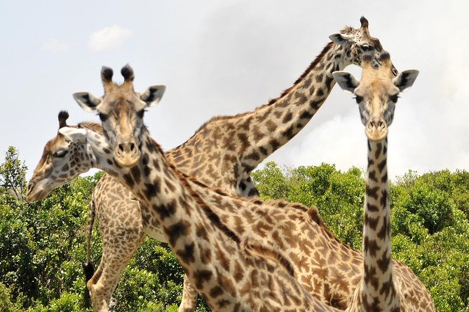 3 Day 2 Nights Maasai Mara Safari - Day three: a short Maasai village visit and the road back