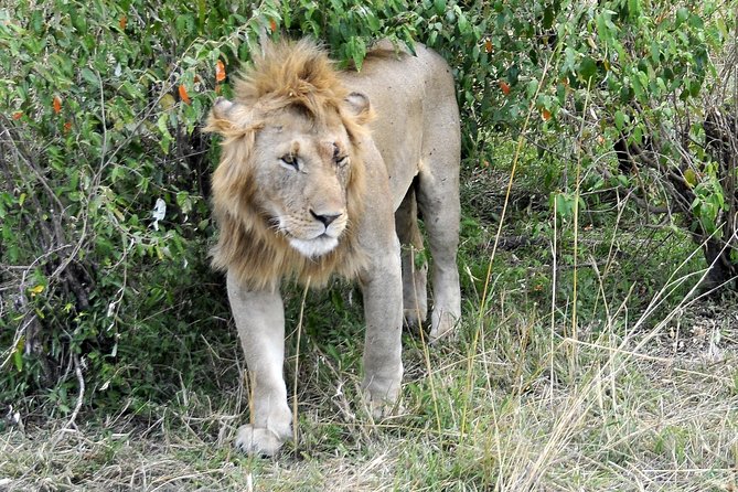 3 Day 2 Nights Maasai Mara Safari - What the $390 price really covers