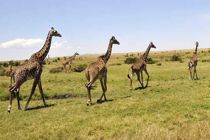3 Day 2 Nights Maasai Mara Safari - The guide can shape the whole safari