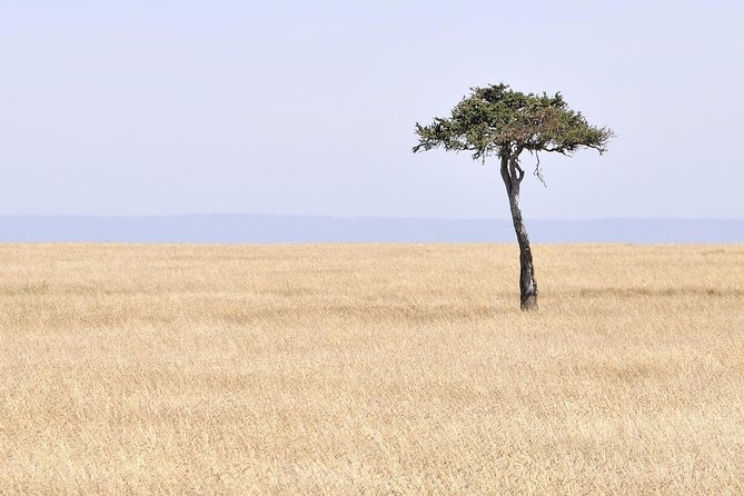 3 Day 2 Nights Maasai Mara Safari - Day one: arriving for an afternoon game drive