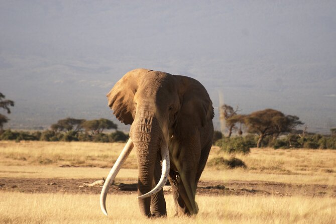 3-Day Amboseli National Reserve Safari from Nairobi - Why Amboseli works so well for a short safari