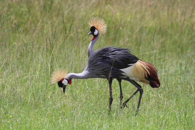 3-Day Amboseli National Reserve Safari from Nairobi - Day 2: The full Amboseli safari day