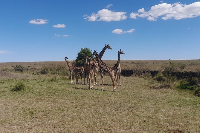 3-Day Amboseli Safari from Nairobi - Day 2: A Full Day Under Kilimanjaro