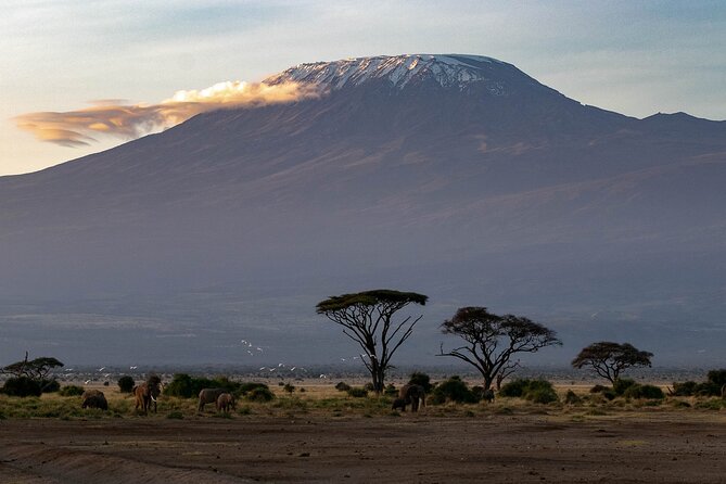 3-Day Amboseli Safari from Nairobi - Private Safari or Shared Vehicle?