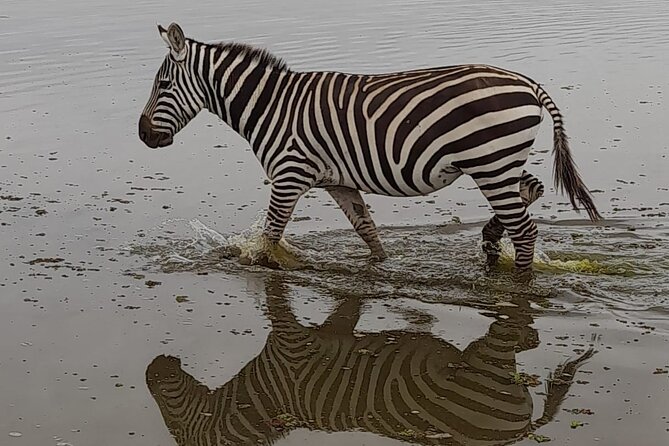 3-Day Amboseli Safari from Nairobi - The Main Drawbacks to Consider