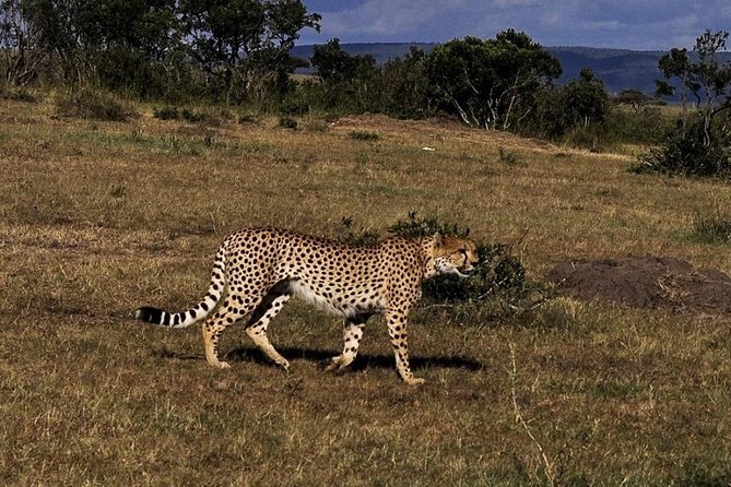 3-DAY Best Maasai Mara Safari (POPULAR) - Why three days works better than one