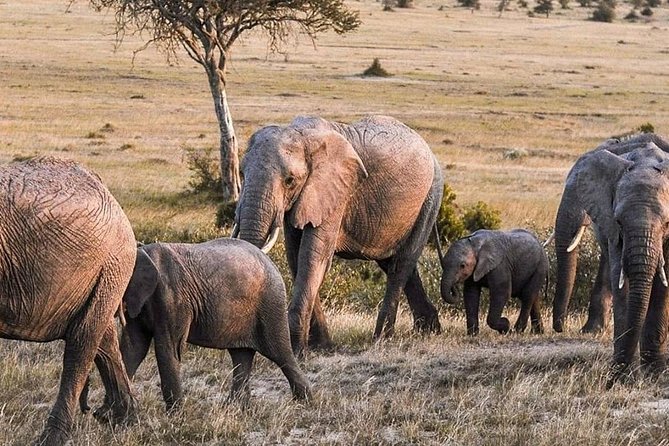 3-DAY Best Maasai Mara Safari (POPULAR) - Should you book this safari?