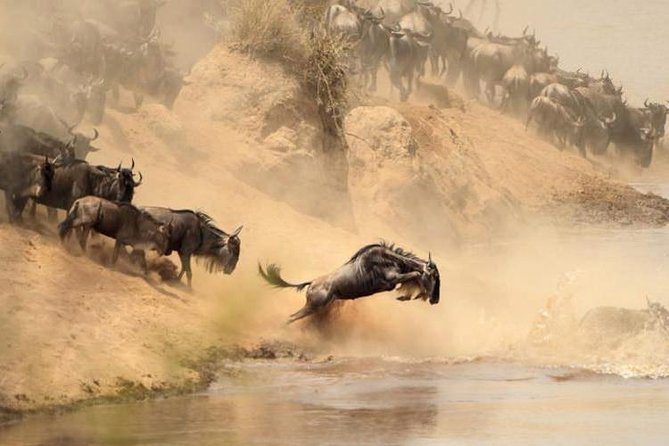 3-Day Budget Maasai Mara Joining Safari with 4x4 LandCruiser Jeep - Who will get the most from this safari
