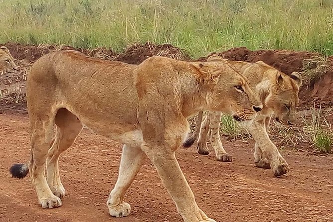 3-day Budget Safari To Maasai Mara - Meals and camp standards