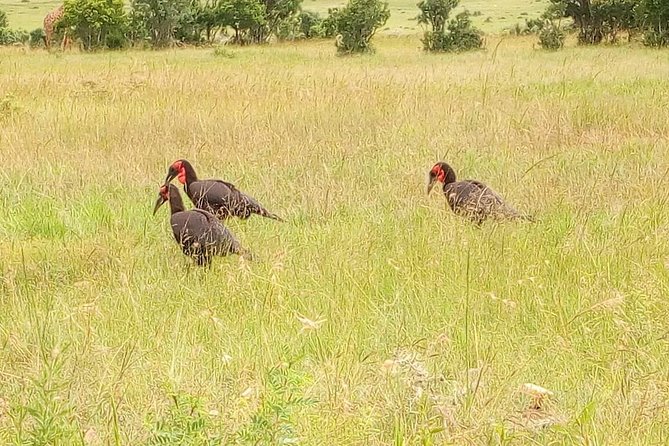3-day Budget Safari To Maasai Mara - Day two brings the best wildlife time