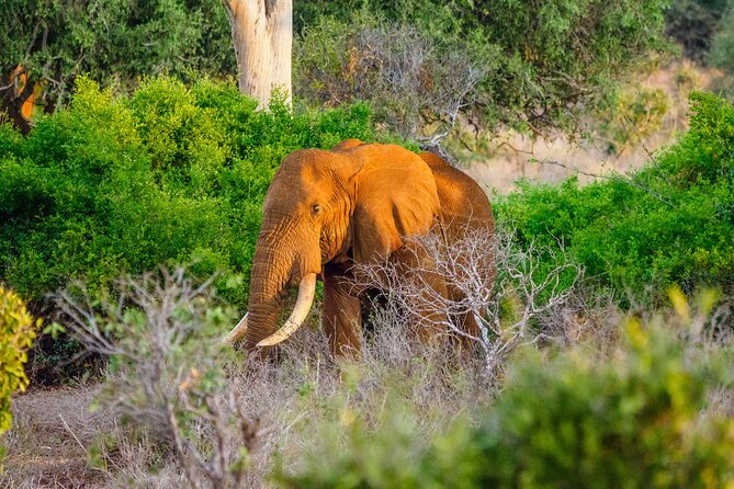 3 day Diani Beach To Tsavo East & West - The safari details that matter most