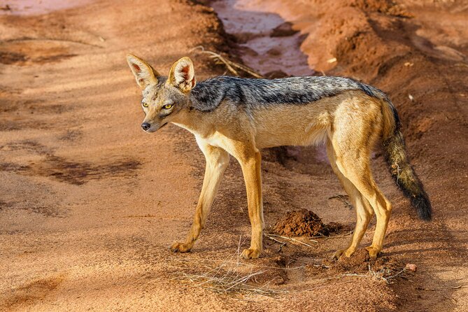 3 day Diani Beach To Tsavo East & West - Day 3: Mzima Springs on foot