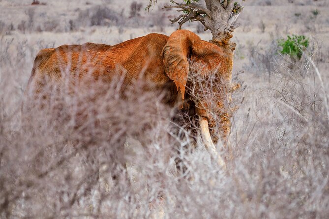 3 day Diani Beach To Tsavo East & West - What the private format adds