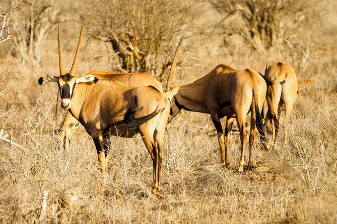 3 day Diani Beach To Tsavo East & West - Meals, accommodation, and the $2,020 price