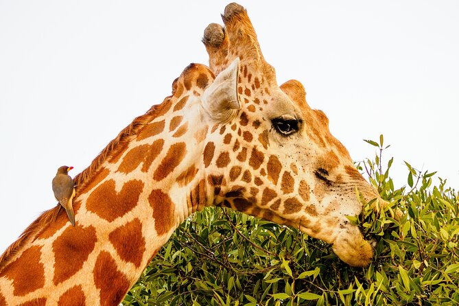 3 day Diani Beach To Tsavo East & West - Who will enjoy this safari most
