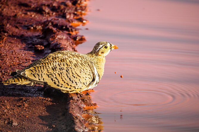 3 day Diani Beach To Tsavo East & West - Should you book the Diani to Tsavo safari?