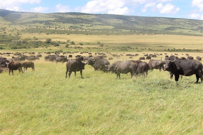 3 Day Exploring Amboseli National Park - Why Amboseli makes a strong three-day safari