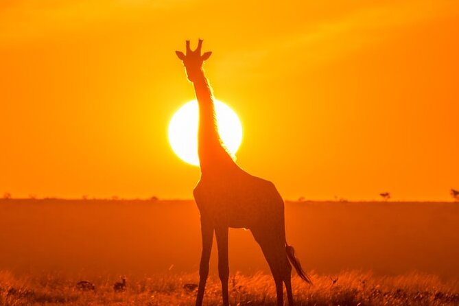 3 Day Exploring Amboseli National Park - Who will enjoy this safari most
