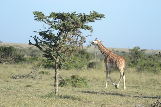 3-Day Group Safari in Masai Mara with Pick Up - Reaching Maasai Mara from Nairobi
