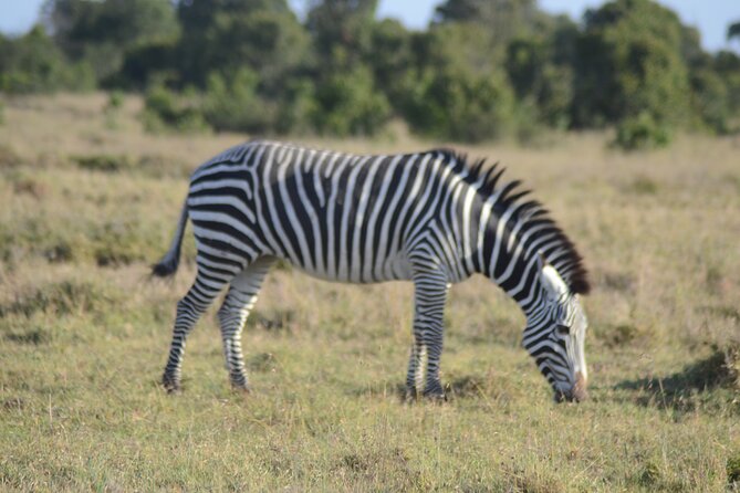 3-Day Group Safari in Masai Mara with Pick Up - Why day two is the heart of the safari