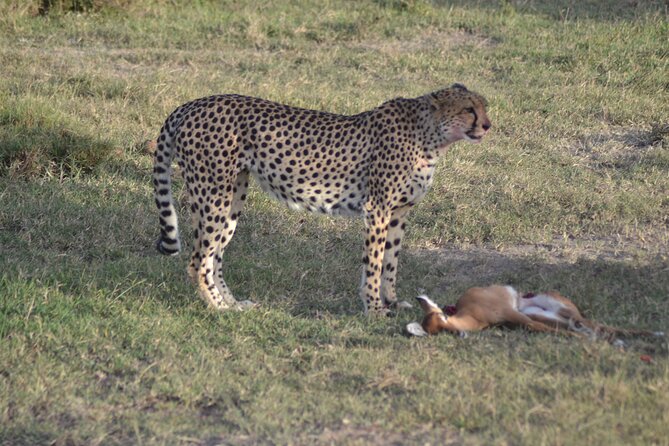 3-Day Group Safari in Masai Mara with Pick Up - The first afternoon in the reserve