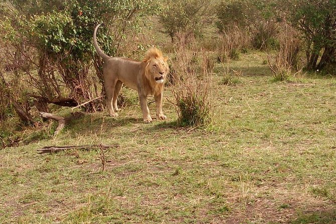 3 day maasai mara budget Camping Group safari - Why This Maasai Mara Safari Appeals to Budget Visitors