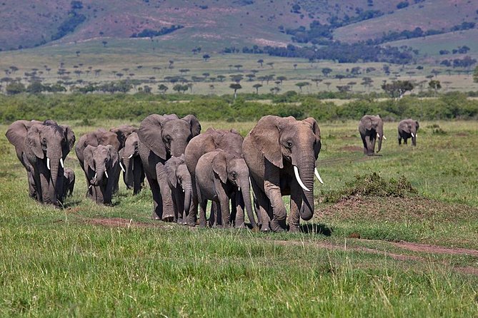 3 Day Maasai Mara Group Joining Camping Safari - Daily Departures - Key points to know before booking