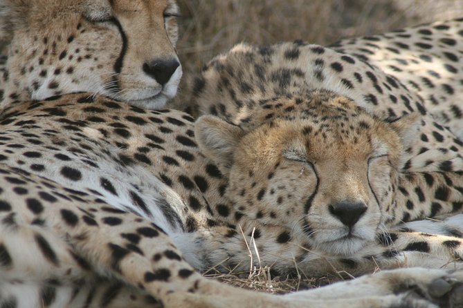 3-Day Maasai Mara Group Joining Safari - Key Details Before You Book