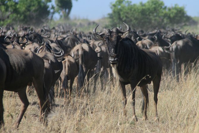 3-Day Maasai Mara Group Joining Safari - Day 1: An Afternoon Safari in the Maasai Mara