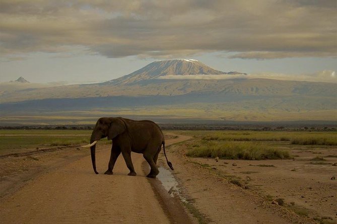 3-Day Maasai Mara Guided Safari From Nairobi - What the $246.58 price really buys you