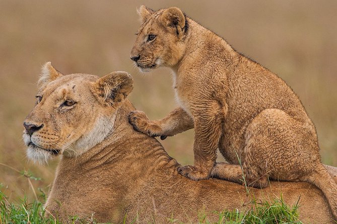 3-Day Maasai Mara Guided Safari From Nairobi - What two nights of budget camping are like